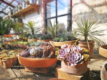 Close-up of potted cactus plants