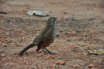 Bird perching on a land