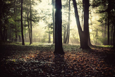 Trees in forest