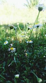 Flowers blooming outdoors