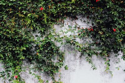 Ivy growing on plant by wall