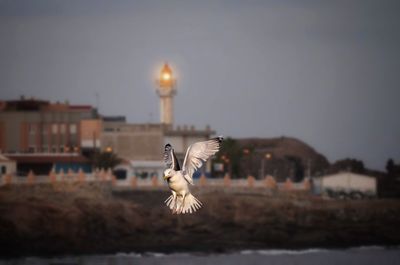 Seagull flying over a building