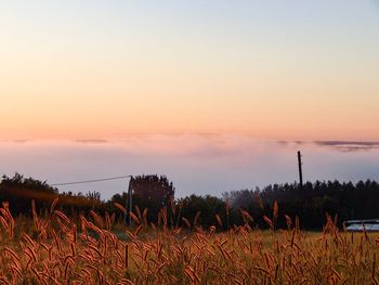 Plants growing on field against sky during sunset