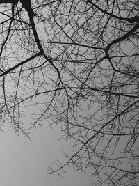 Low angle view of bare trees