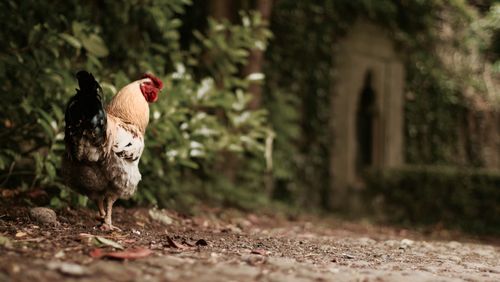 Close-up of rooster