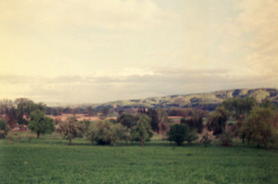 Scenic view of trees on field against sky