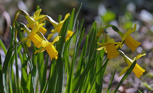 Close-up of yellow flowers