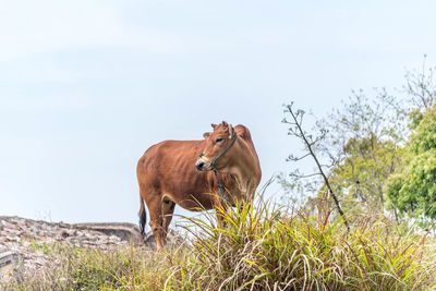 Horse standing on field against sky