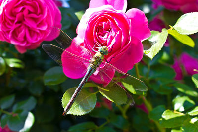 Close-up of pink flower