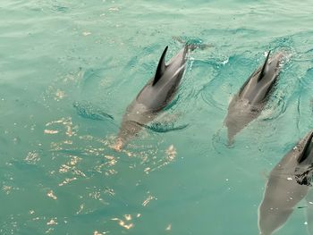 High angle view of fishes swimming in sea