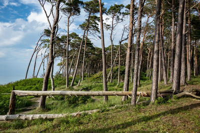 Trees in forest against sky