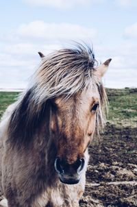 Close-up of a horse on field