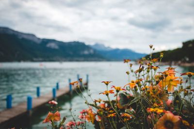 Close-up of plants by lake against sky
