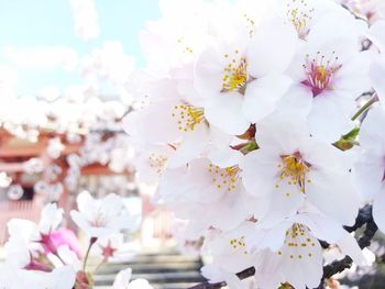 Close-up of white flowers