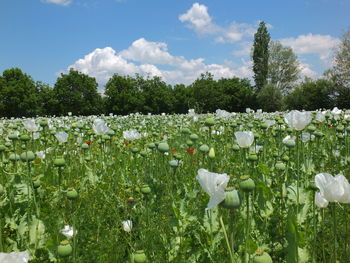 White flowering plants on field against sky