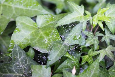 Close-up of wet green plant