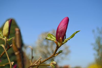 Close-up of red flower buds against sky