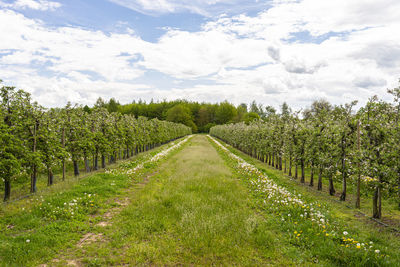 Cherry orchard with pink flowers on trees, dandelion flower visible.