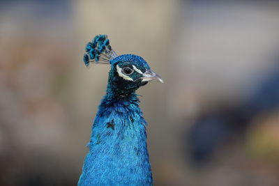 Close-up of a peacock