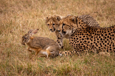 Family of cheetah eating hare on field