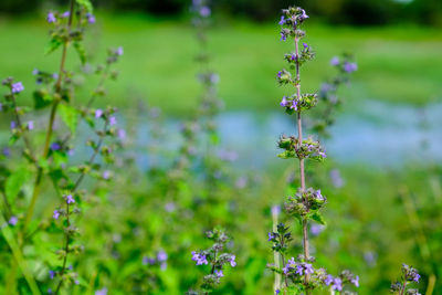 Close-up of purple flowering plant on field