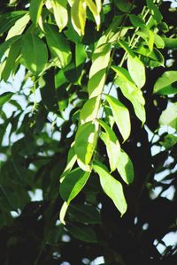 Close-up of green leaves