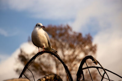 Low angle view of seagull perching on metal against sky