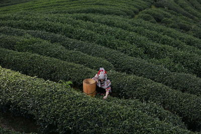 Rear view of women on agricultural field