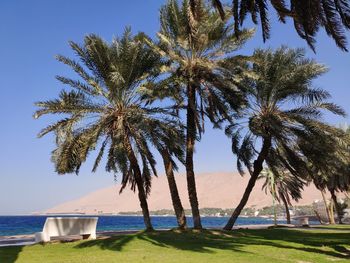 Palm trees by sea against clear sky