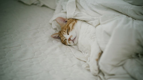 Close-up of cat lying on bed