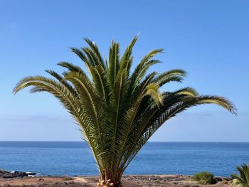 Palm tree by sea against blue sky