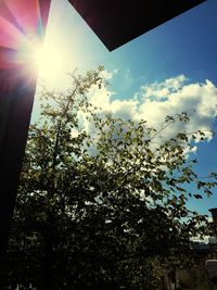 Low angle view of tree against sky