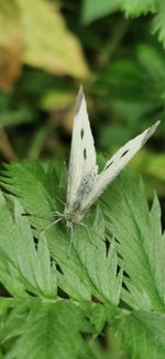 Close-up of butterfly on leaf