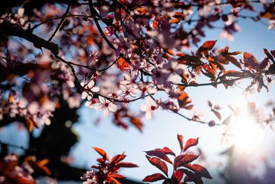 Low angle view of cherry tree against sky