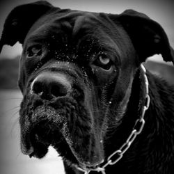 Close-up portrait of dog