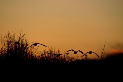 Silhouette of plants against sunset sky