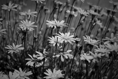 Close-up of flowers blooming in field