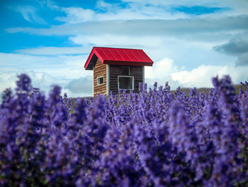 Close-up of flowers growing on field against sky