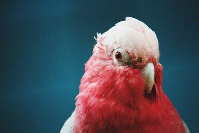 Close-up of bird perching on red rock