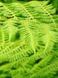 Close-up of fern leaves