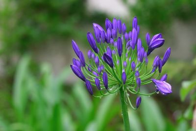 Close-up of purple flowering plant