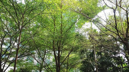 Low angle view of trees