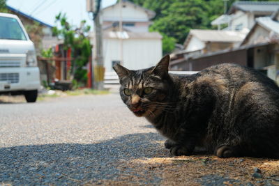 Cat sitting on street in city