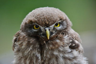 Close-up portrait of owl