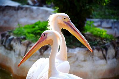 Close-up of pelican