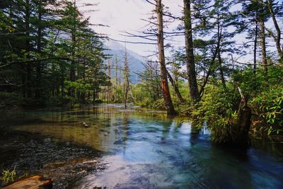 View of lake in forest