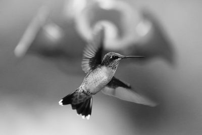 Close-up of bird flying