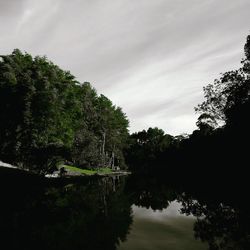 Reflection of trees in water