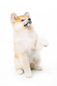 Close-up of puppy sitting against white background