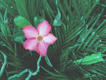 High angle view of pink flowering plant